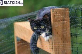 Siatki Brzeg - Dobra siatka balkonowa - na ptaki i dla kota dla terenów dla Brzegu