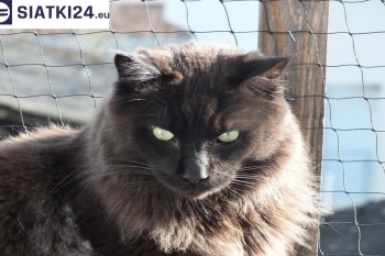 Siatki Brzeg - Zabezpieczenie balkonu siatką - Kocia siatka - bezpieczny kot dla terenów dla Brzegu